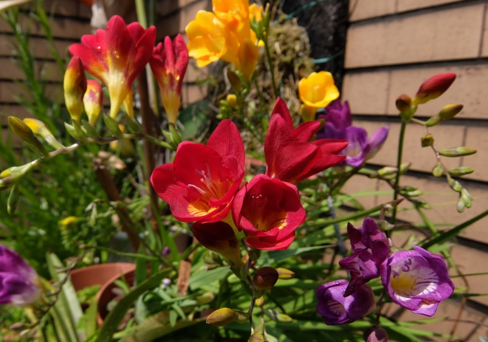 小蒼蘭照顧 小蒼蘭照顧