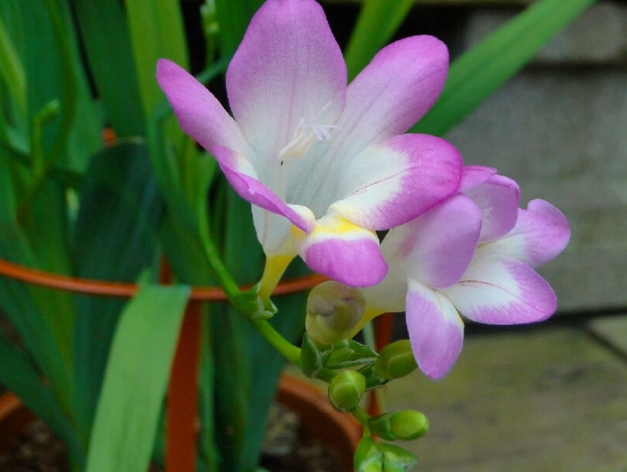 小蒼蘭照顧 小蒼蘭照顧