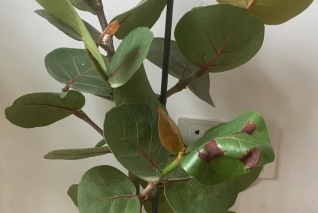 海葡萄病害防治