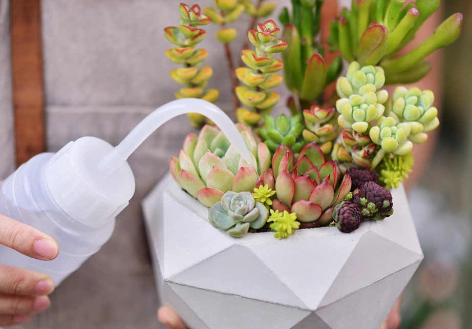 多肉植物澆水技巧