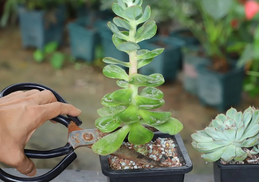 徒長原因與解決