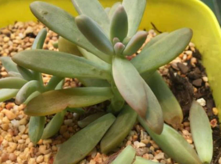 多肉掉葉子原因