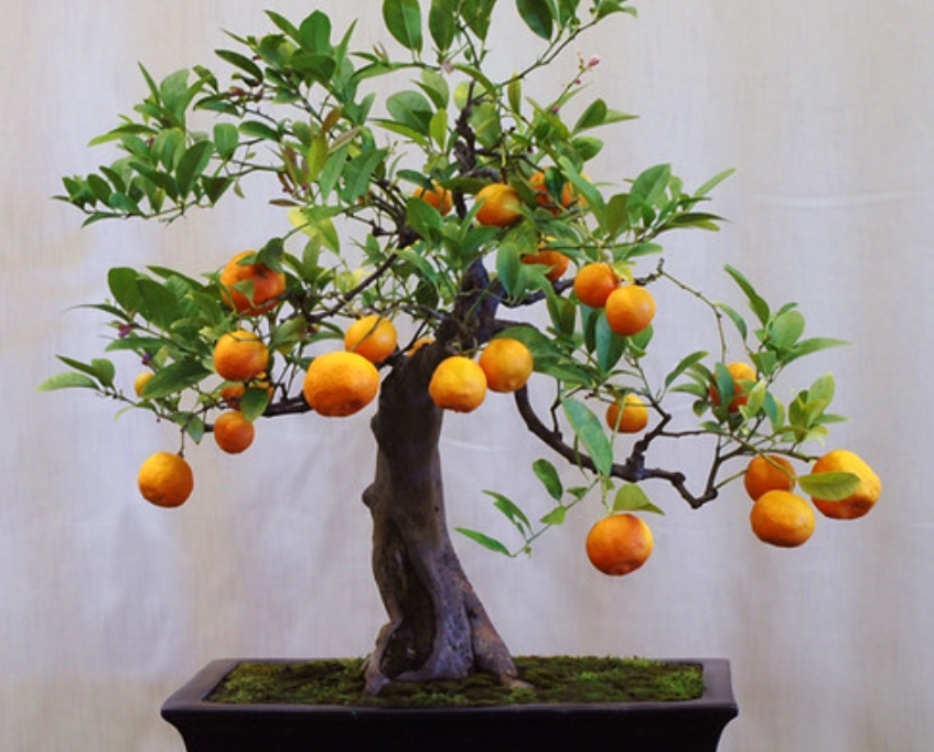 盆栽橘子樹種植