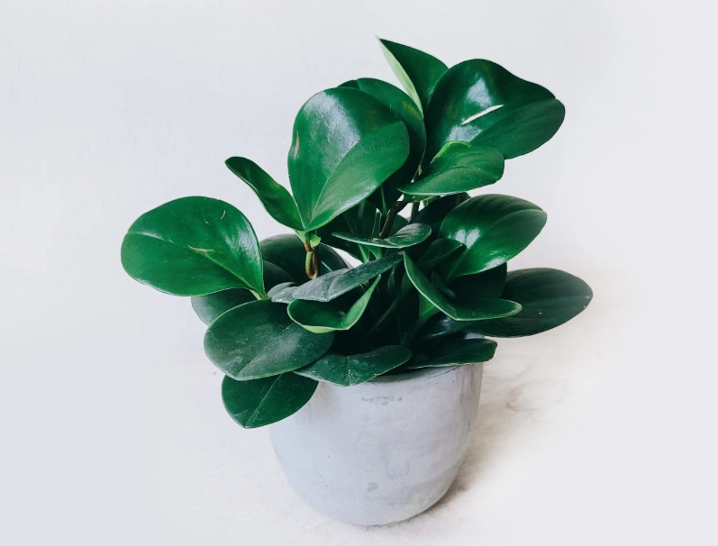 圓葉金錢樹種類