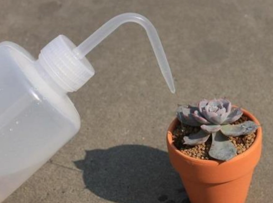 多肉植物夏天澆水