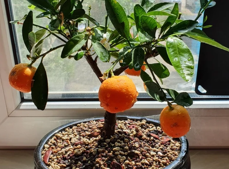 盆栽橘子樹種植