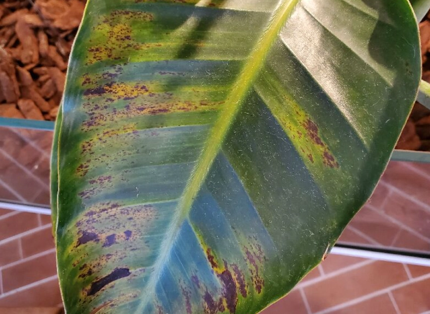 天堂鳥病蟲害防治