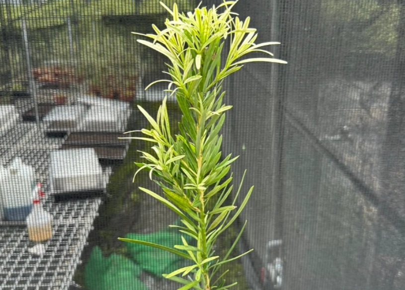 虎斑羅漢松價格