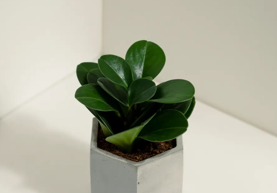 圓葉金錢樹種類