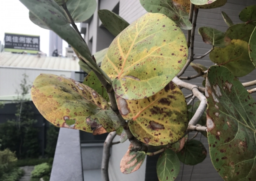 海葡萄病害防治