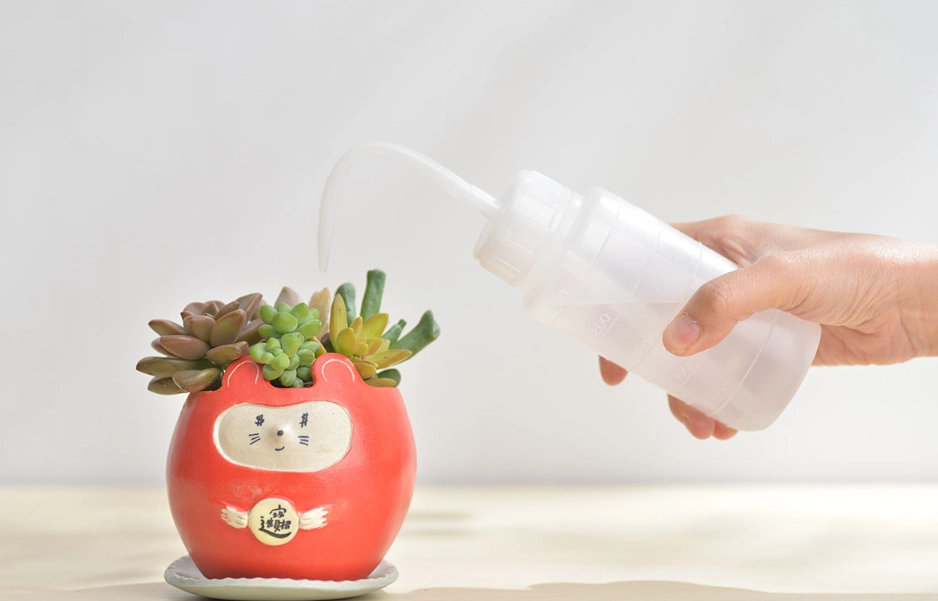 肉肉植物澆水方法