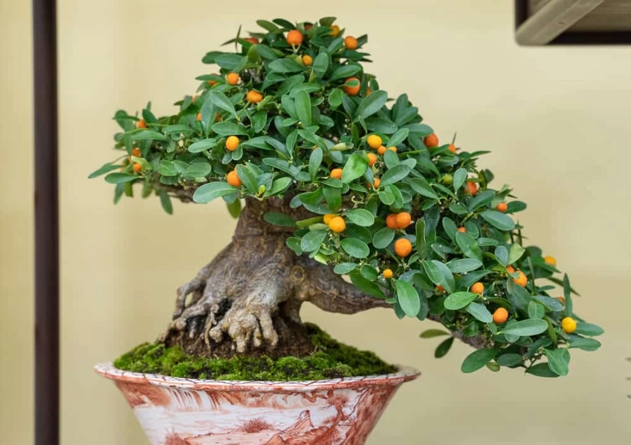 橘子樹盆栽推薦