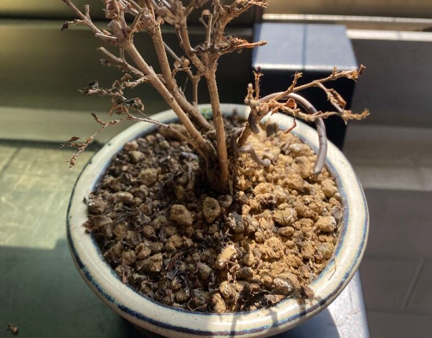 植物死掉土壤處理