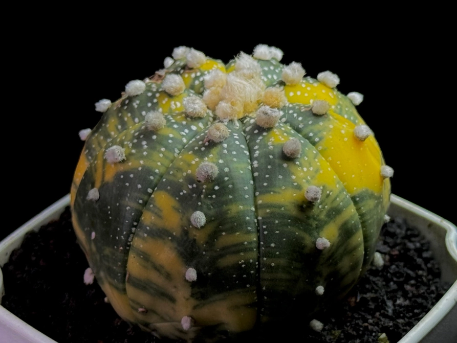 多肉兜變黃解決方法