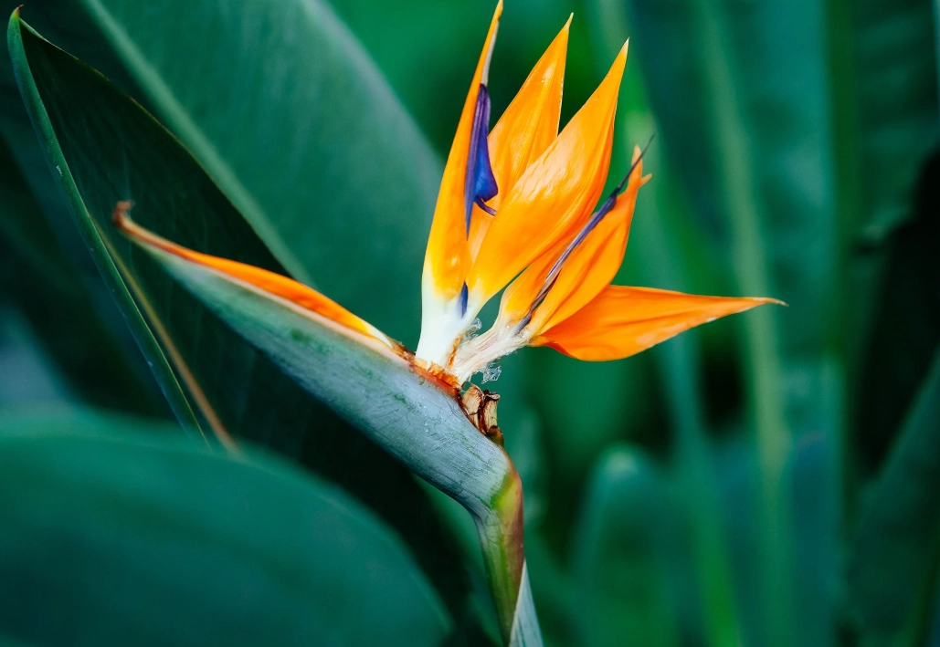 天堂鳥病蟲害防治