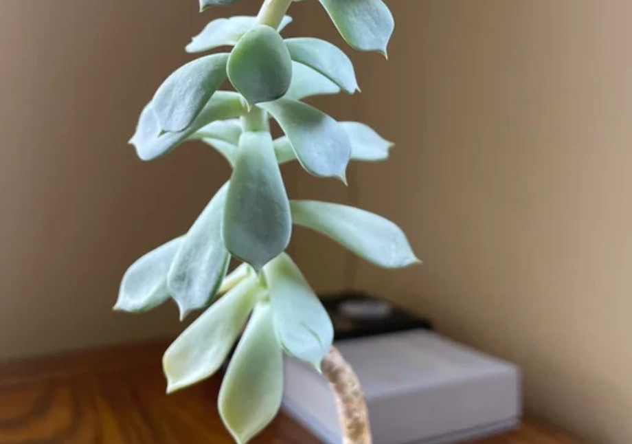 多肉植物光照管理