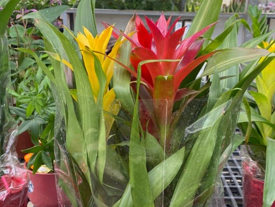 室內鳳梨花品種