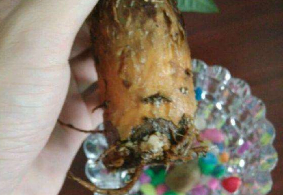 水耕發財樹爛根處理