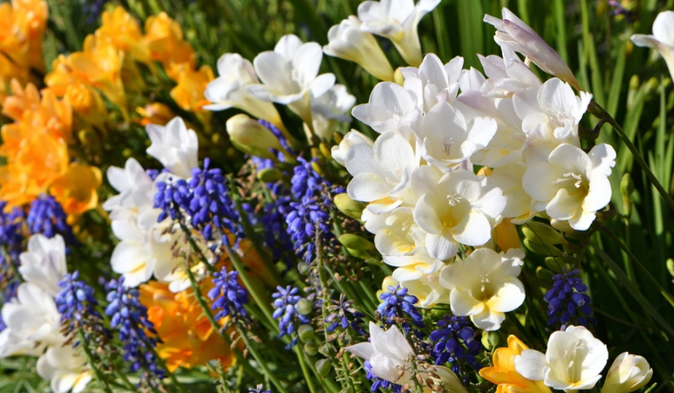 小蒼蘭種植 小蒼蘭種植