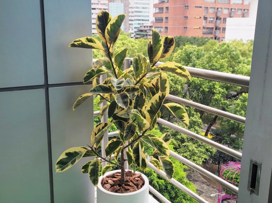 耐陰植物