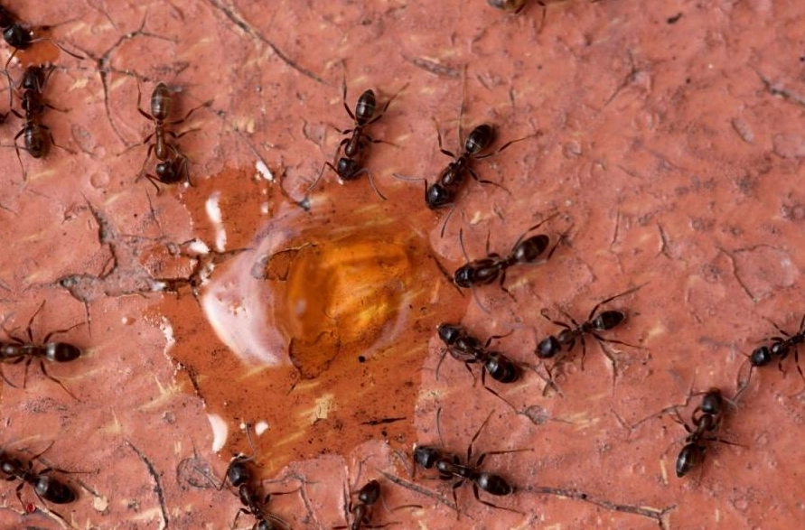 消滅螞蟻夢境解析