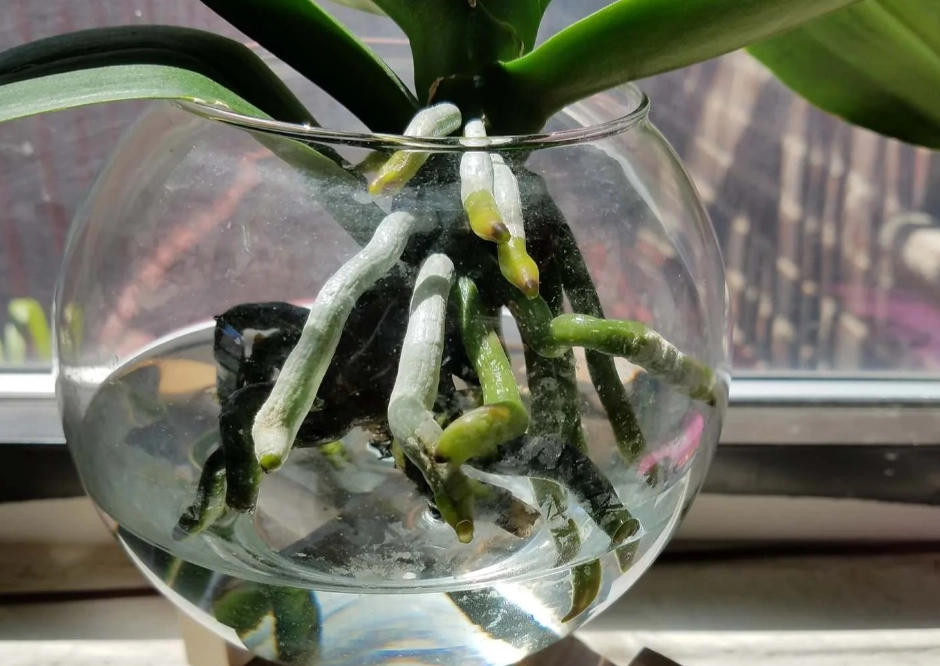 蝴蝶蘭 水培 爛根