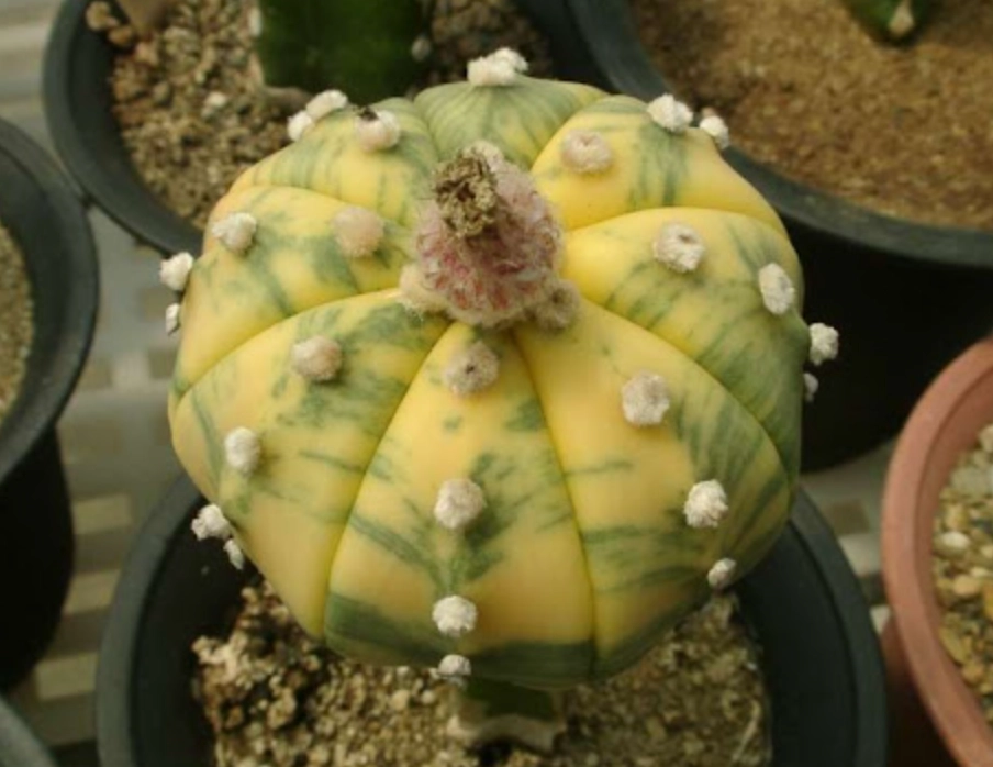 多肉兜變黃原因