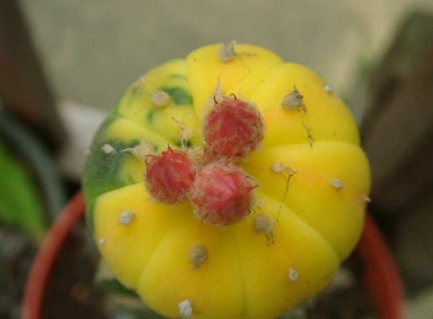 多肉兜變黃解決方法