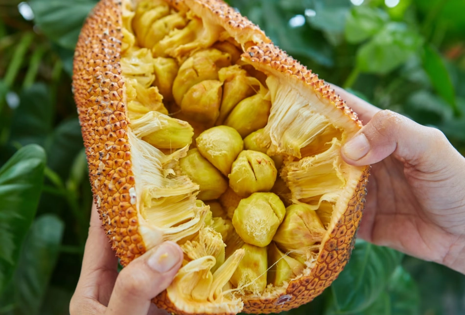 佛教 夢見 波羅蜜