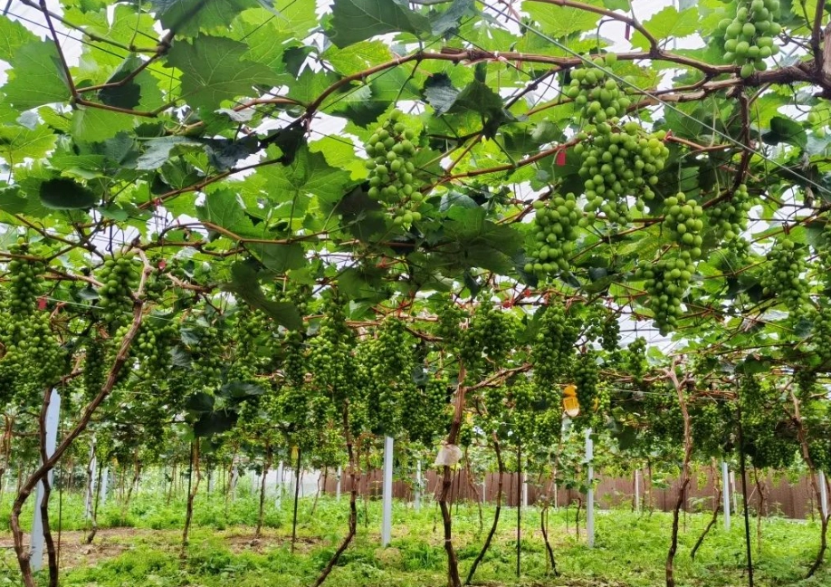 最佳葡萄种植时机