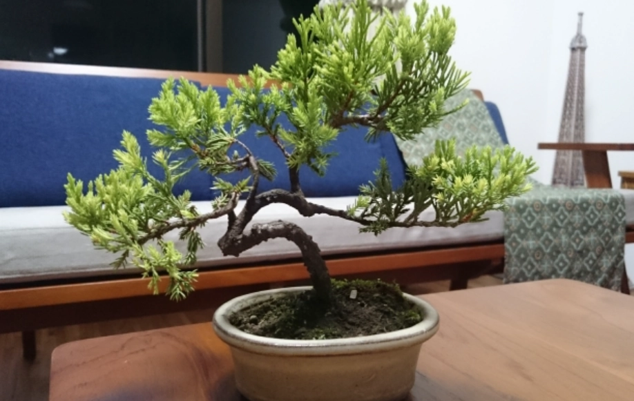 真柏與珍珠柏比較