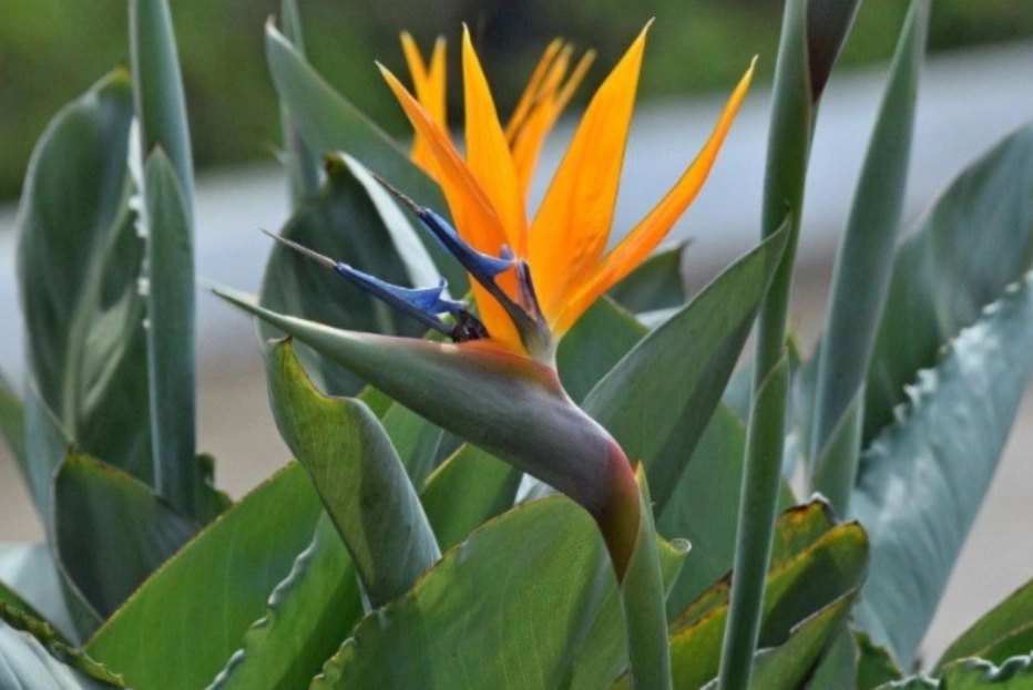 天堂鳥養護方法