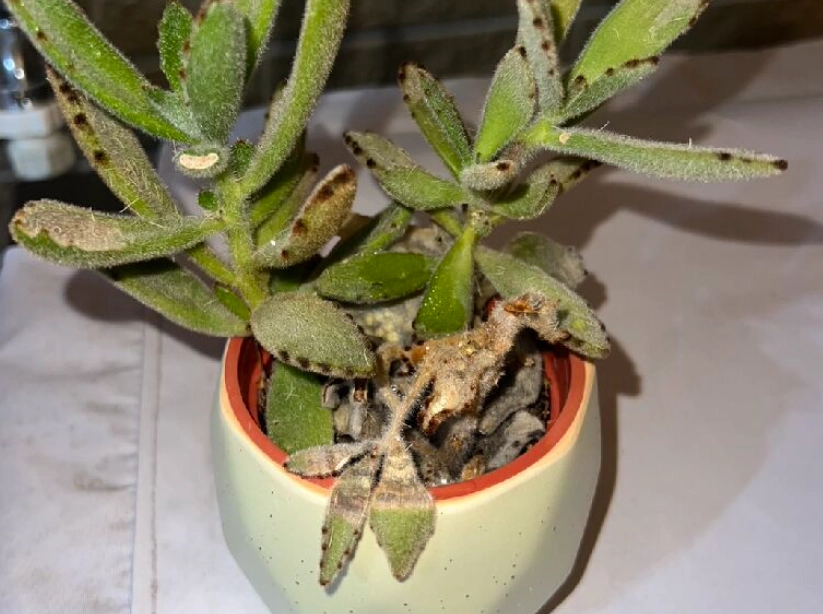 多肉植物葉子爛掉