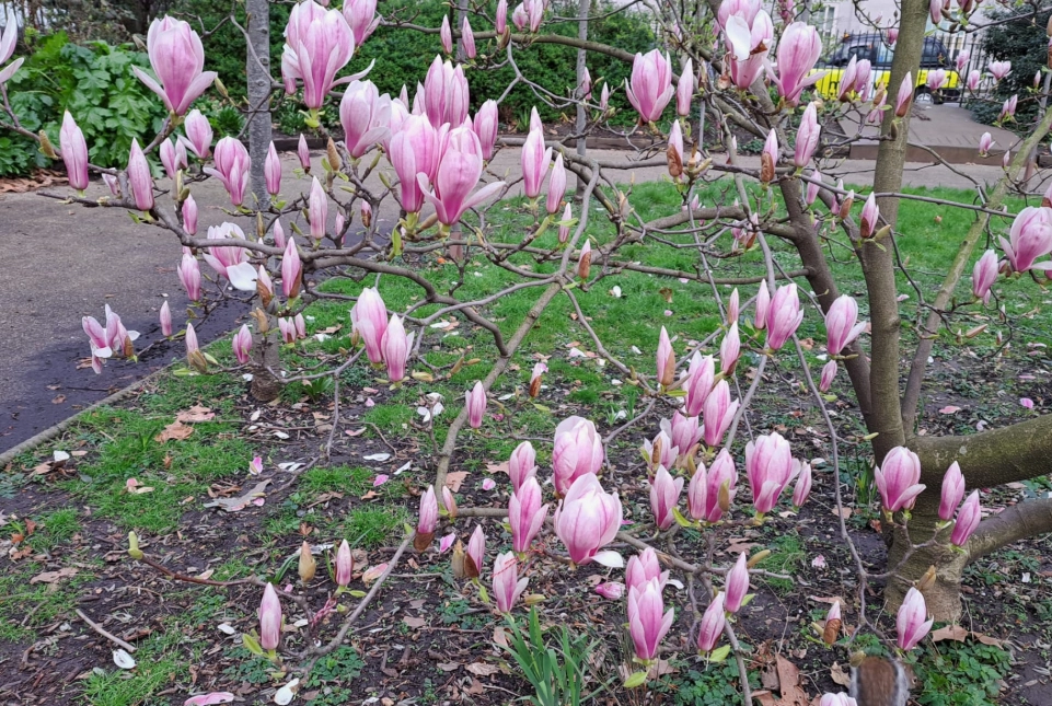 玉蘭花肥料推薦