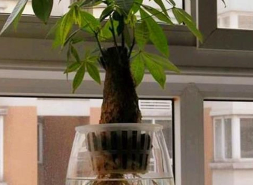 發財樹水耕爛根預防