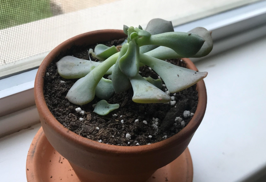 多肉植物掉葉處理