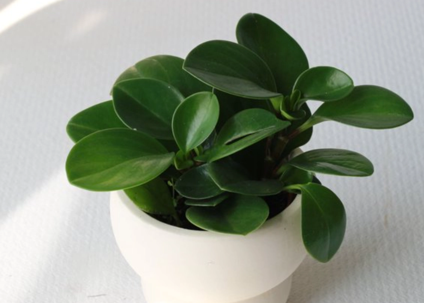 金錢樹圓葉病蟲害