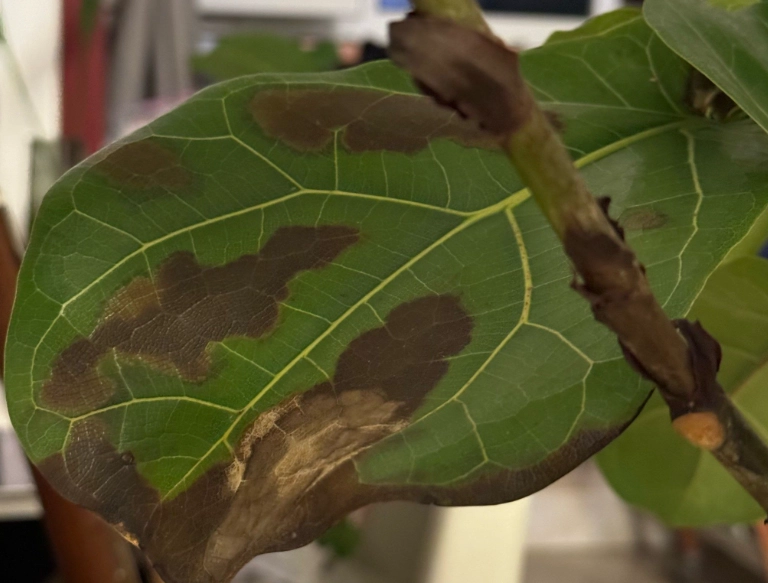 金錢樹葉子變黑原因