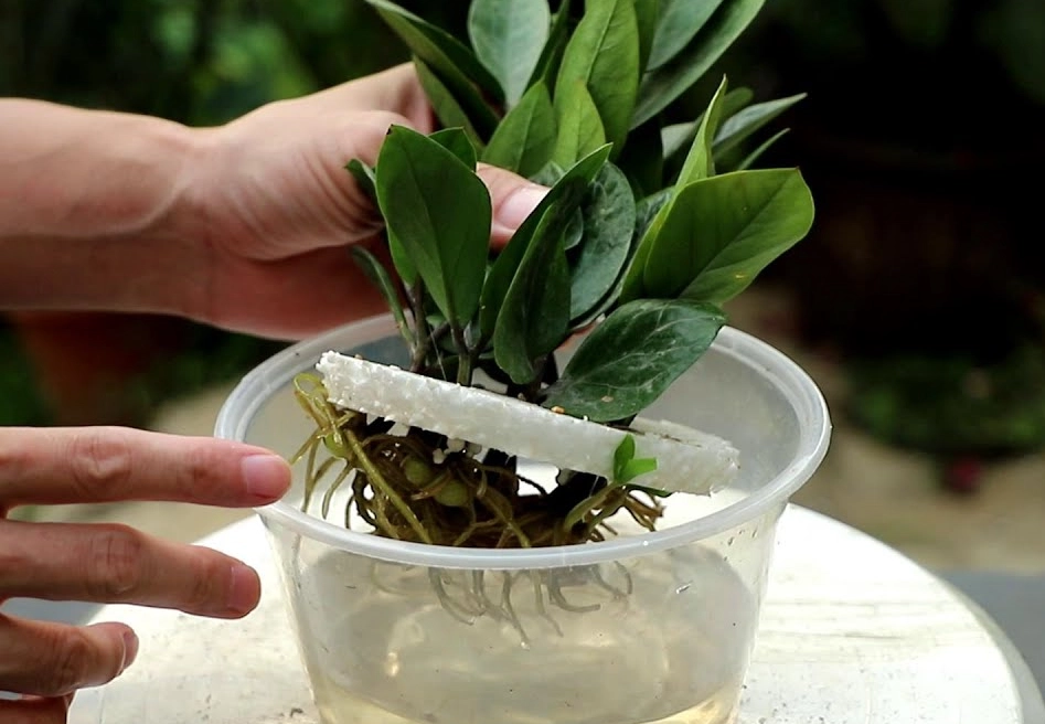 水培金錢樹方法