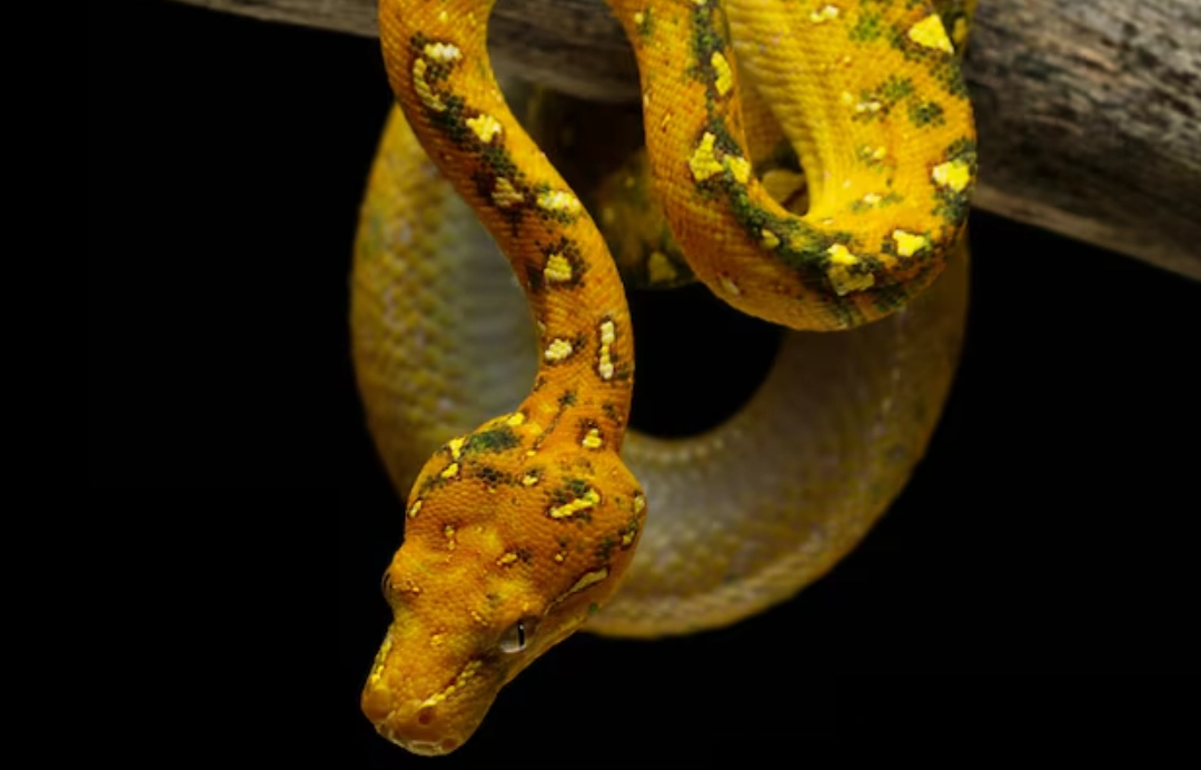 夢境解析黃蛇 夢境解析黃蛇