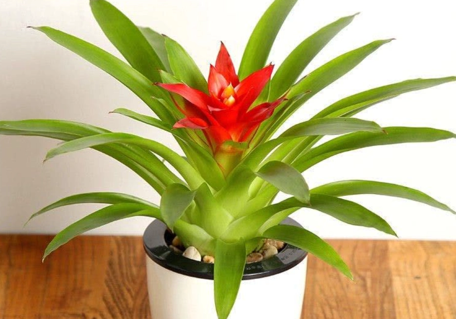 鳳梨花開花後處理