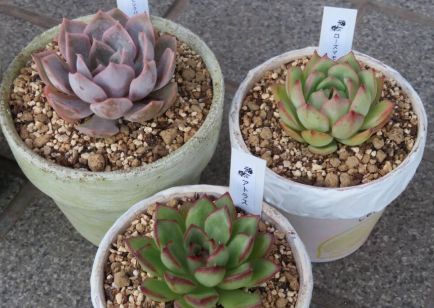 多肉植物土壤配方