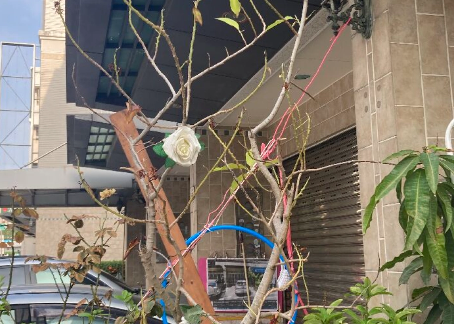 玉蘭花 不開花 原因