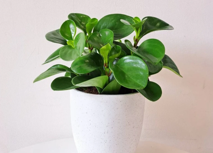 金錢樹圓葉病蟲害