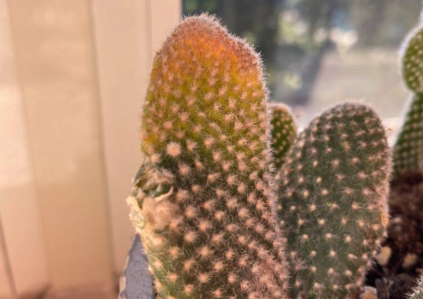 仙人掌急救方法