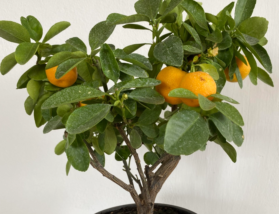 橘子樹盆栽推薦