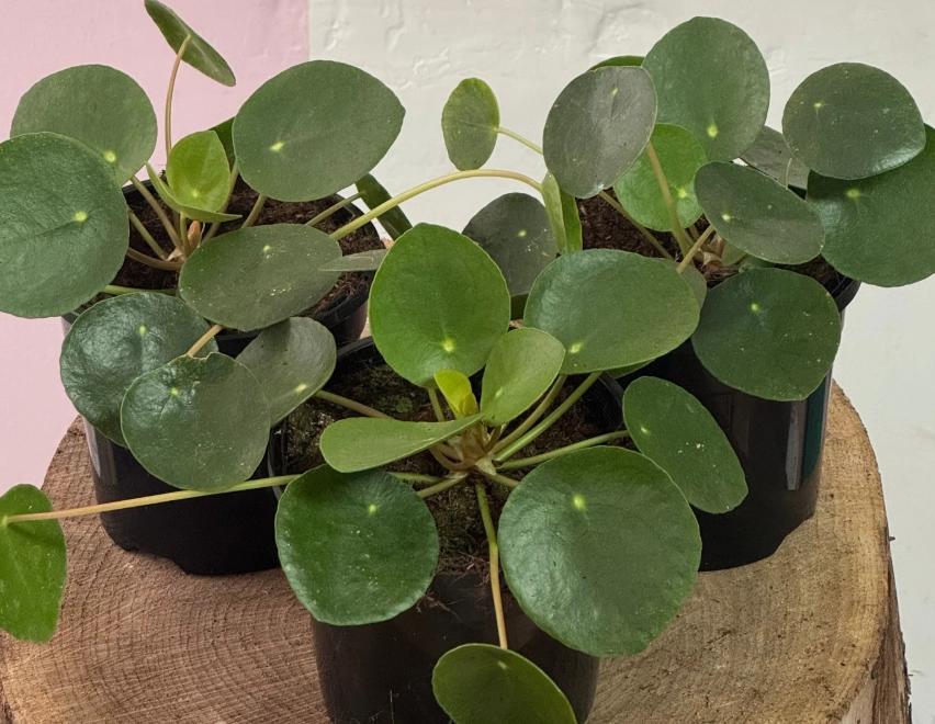 金錢樹圓葉養護