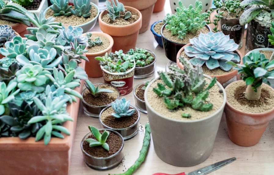 多肉植物推薦