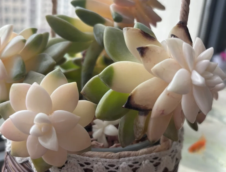 多肉植物變黑處理