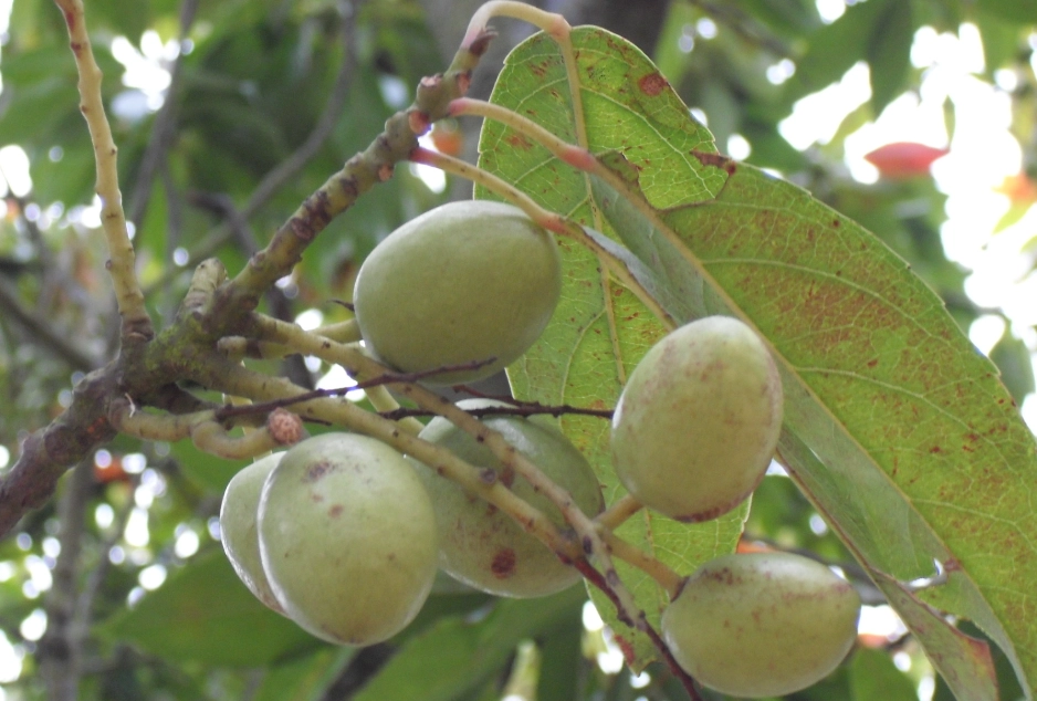 陰影處喬木養護